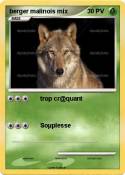 berger malinois