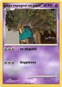 galgo espagnol