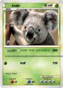 koala