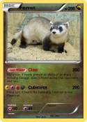 Ferret
