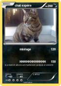 chat expère