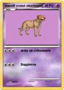 mastiff croisé