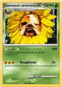 Tournesol