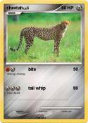 cheetah
