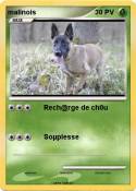 malinois