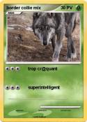 border collie