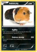 Guinea pig