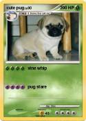 cute pug