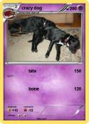 crazy dog