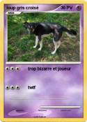 loup gris crois