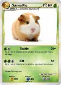 Guinea Pig