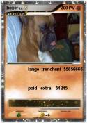 boxer