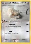 Labradoodle (Me