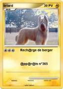 briard