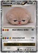 AWESOME KITTEN