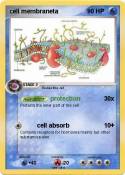 cell membraneta
