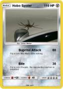 Hobo Spider