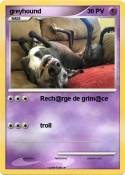 greyhound