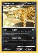 cheetah