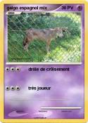 galgo espagnol