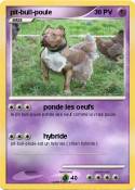 pit-bull-poule