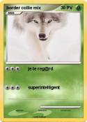 border collie