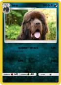 bear
