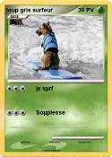 loup gris surfe