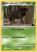 border collie