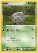 sheep