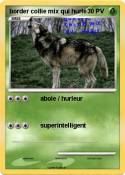 border collie