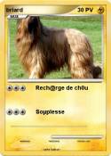 briard