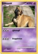 bullmastiff