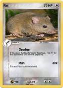 Rat