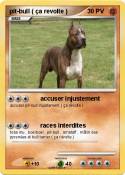 pit-bull ( ça