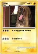 briard