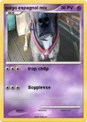 galgo espagnol