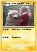chien de canaan