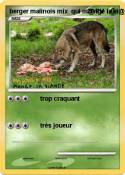 berger malinois