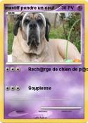 mastiff pondre
