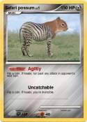 Safari possum