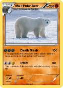 Male Polar Bear