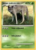 berger malinois