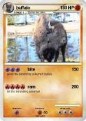 buffalo
