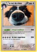 le nez du chien