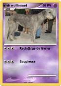 irish wolfhound