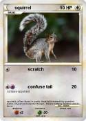 squirrel