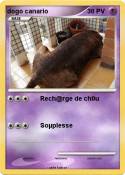 dogo canario