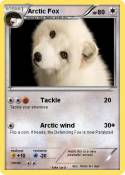 Arctic Fox