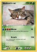 Madison's cat